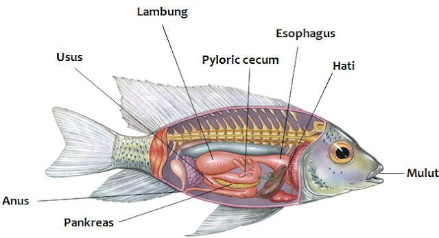 Mengenal Lebih Dekat Sistem Pencernaan Pada Pisces