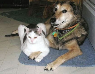 Dog Funny Picture