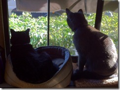 Missy, KC keeping watch