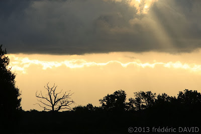 silhouette campagne arbre nuages lumière soleil Seine-et-Marne