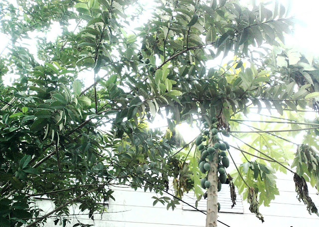 Guava and Papaya Trees