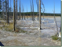 Day14Yellowstone BobbysocksTrees
