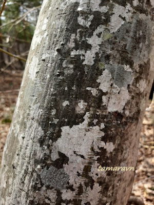 Клён ложнозибольдов (Acer pseudosieboldianum)