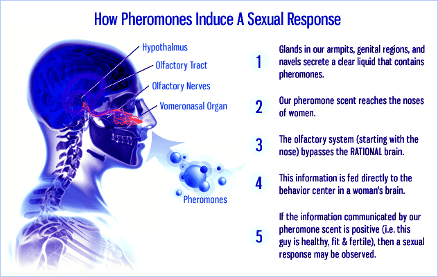 Nước hoa kích dục nữ có chứa Pheromone 