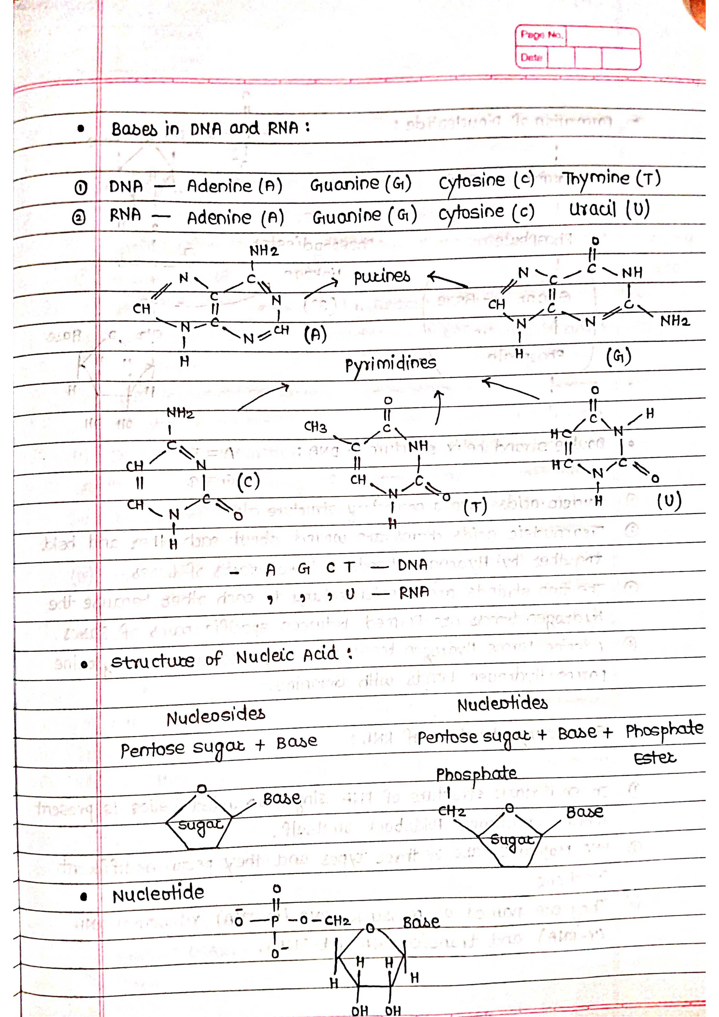 Handwritten Biomolecule - Short Notes 📚