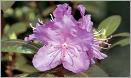 rhododendron