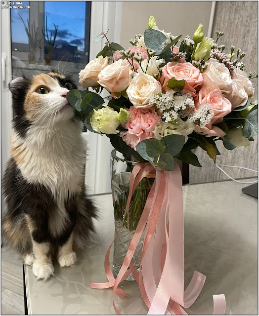 american curl cat