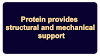 Protein provides structural and mechanical support