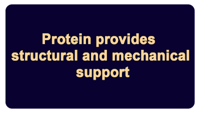 Protein provides structural and mechanical support