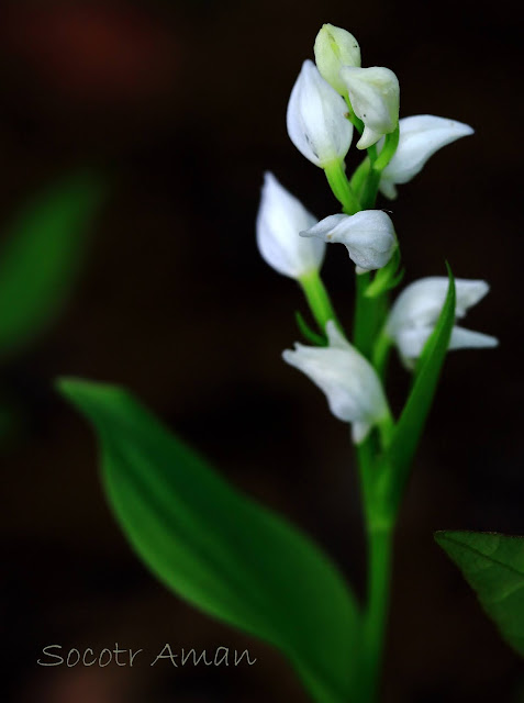 Cephalanthera erecta 