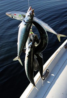 assets_LARGE_t_11762_765017
