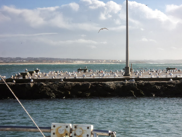 seaguls on land