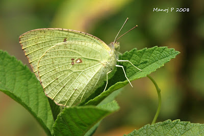 Mottled Emigrant Butterfly