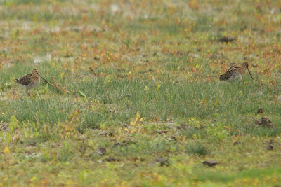 Waarlamke - Watersnip - Gallinago gallinago