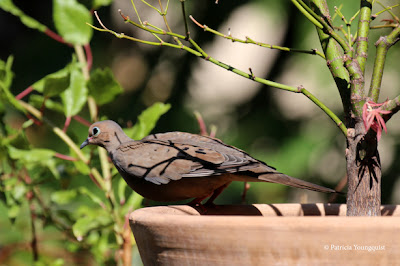 Words In Our Beak’s goal is to open readers to a simple understanding of the winged world and their environment. Set in a rooftop urban garden in New York City, my story is told in the voice of Cam, a female cardinal, who visits it. Words In Our Beak is directed to children and adults who are curious about birds, and want to learn about them from a unique perspective. The book includes hundreds of images of flora and fauna, links to movies, as well as to informative narratives that have been created by the author.  Now in Apple’s iBooks store @ https://itunes.apple.com/us/book/words-in-our-beak/id1010889086?mt=11