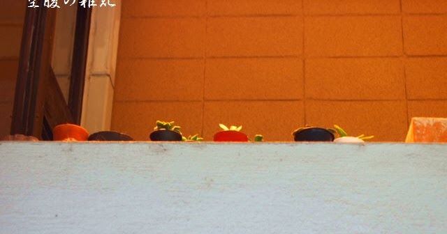 空腹の雑記 多肉植物blog ハオルチア 空中庭園 我が住宅のトマソン