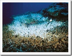 coral morte