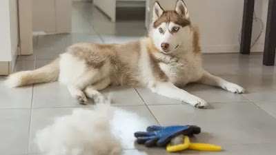 Can Huskies Be Left Alone