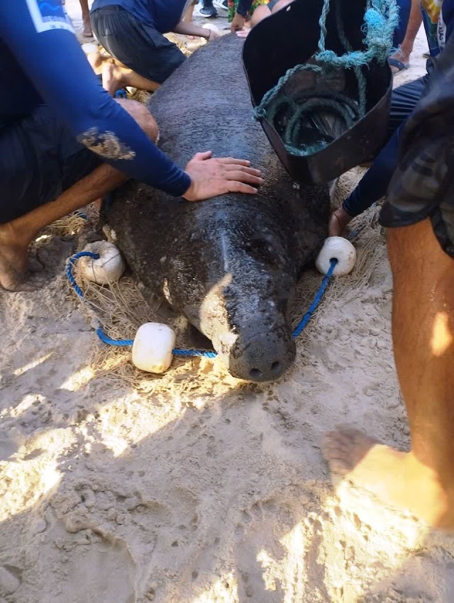 Fêmea de peixe-boi é resgatada na Praia da Pedra do Sal, no litoral do Piauí