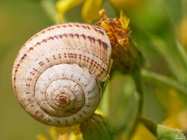 Snail Shell Closeup