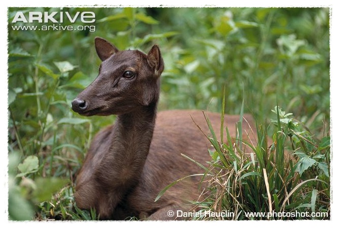  Gambar  Rusa Hutan Dunia Binatang