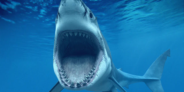 It’s because sharks can sense music’s low-frequency vibrations – they resemble the sounds of struggling fish.