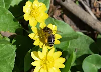 abelha na flor amarela