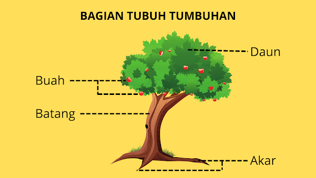 Bagian Tubuh Tumbuhan