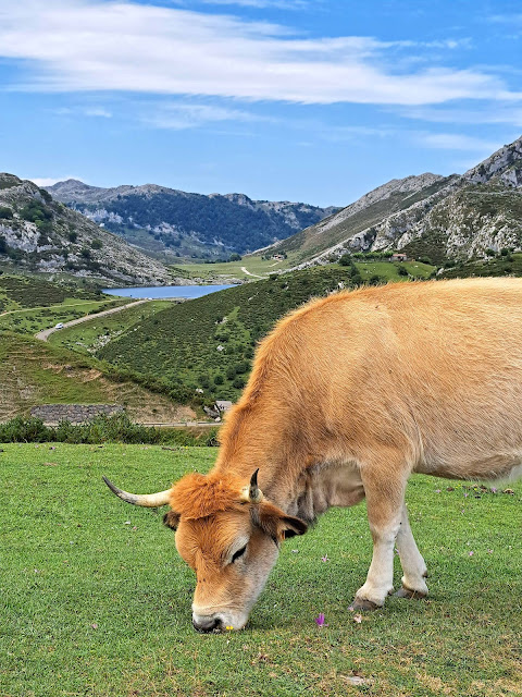 lagos de covadonga