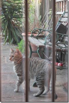 cat3