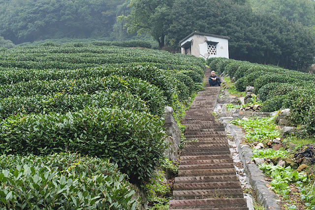 Assis parmi les plantations de thé à Long Jing