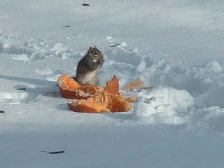 Squirrel eating pumpkin