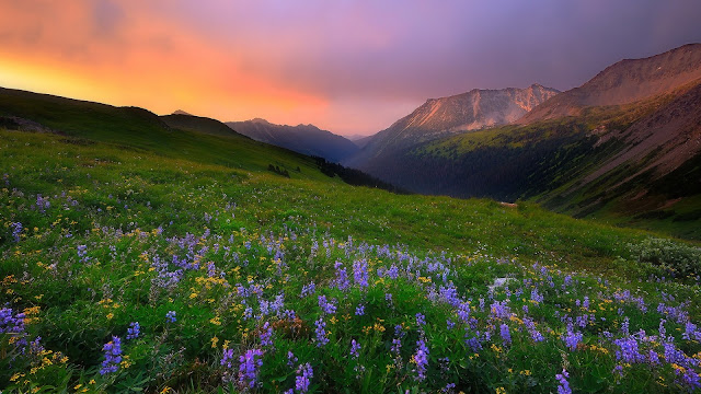 Paisaje Flores en la Montaña