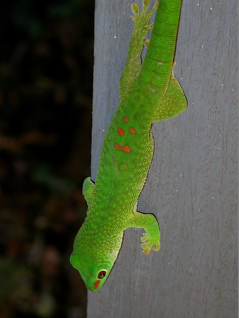 Phelsuma madagascariensis