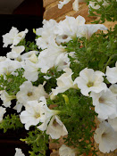 Petunias
