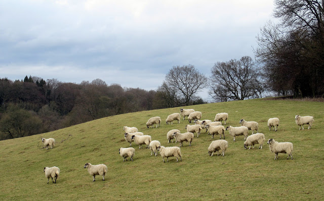 Sheep in the fields near Knockholt, 18 February 2012.