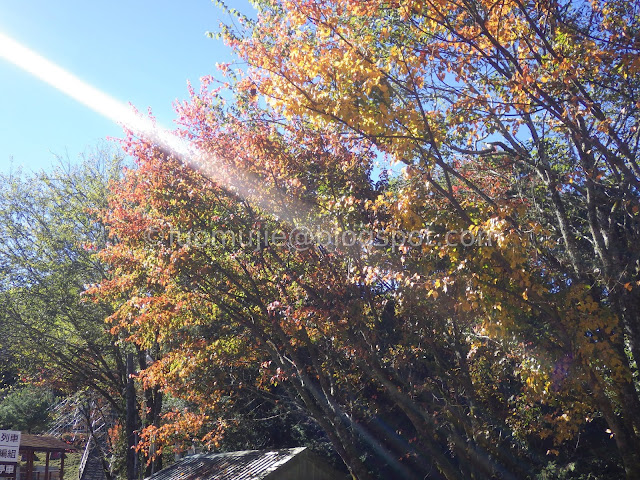 Alishan maple autumn foliage