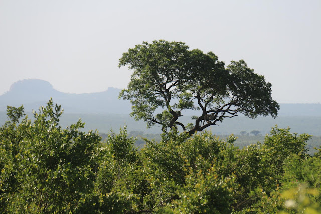 Blog Apaixonados por Viagens - Safári - África do Sul - Kruger Park