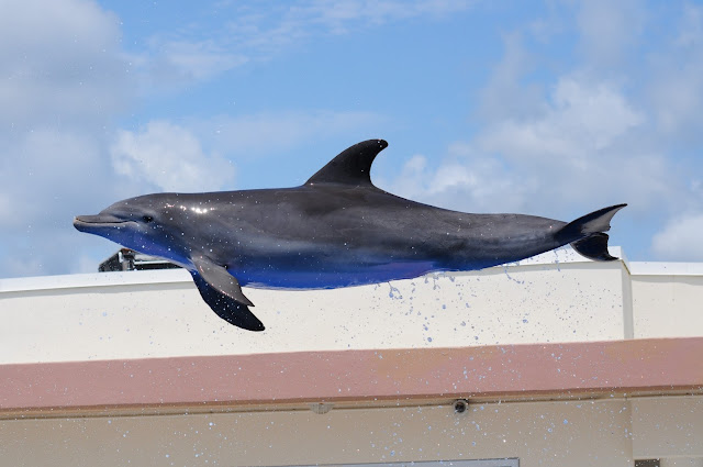 Dolphin jumping at Marineland