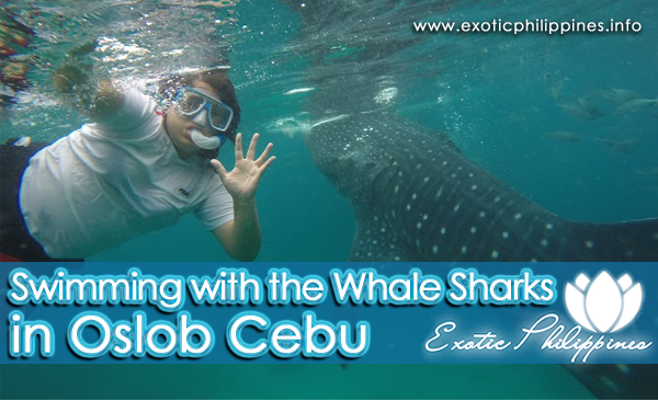 whale shark watching and swimming with the whales in oslob cebu