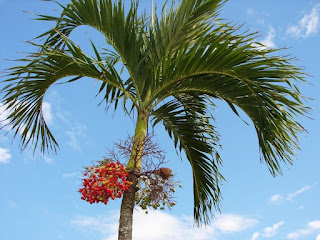 jual palem palm putri buah