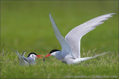 Arctic Tern