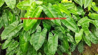 philodendron burlemax