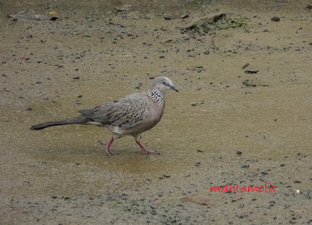 Spotted Dove (Streptopelia chinensis)