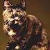 Persian Cat - Calico Cat Lifespan