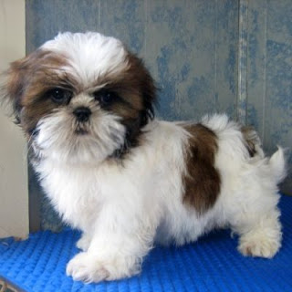 Shih Tzu Temperament