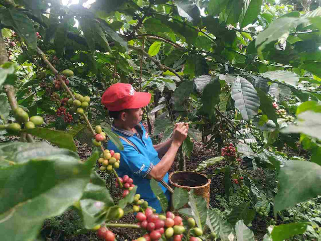 International Coffee Day 1 Oktober 2023, Ajang Promosi Perdagangan Kopi dengan Adil