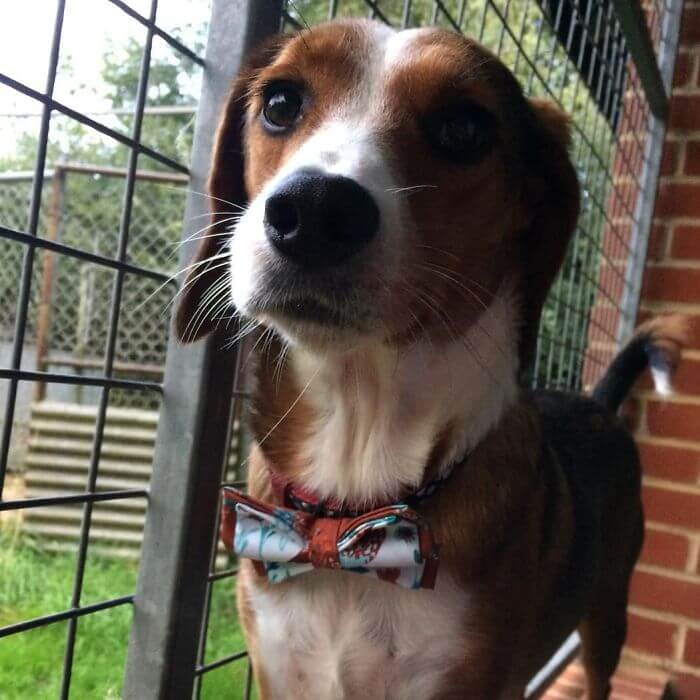 12-Year-Old Creates Stylish Bow Ties For Shelter Dogs And Cats To Help Them Find A Home