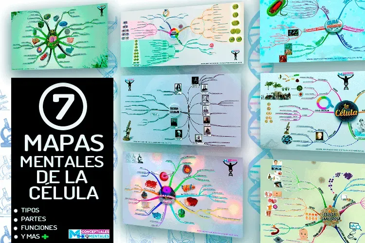 Mapas Mentales sobre la Célula, sus tipos, partes y funciones