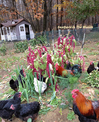 Chickens in garden helping clean up for winter